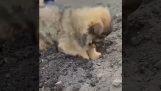 Кученце засажда картофи