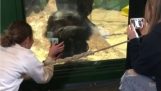 Uno scimpanzé chiede a una donna di scorrere il telefono