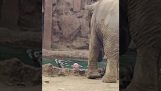 Elefante advierte que un antílope se está ahogando