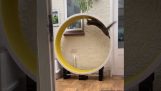 En katt snurrer på et hjul