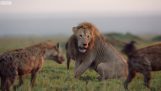 Λιοντάρι δέχεται επίθεση από 20 ύαινες