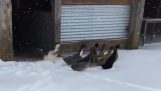Ördekler ilk kez kar görmek