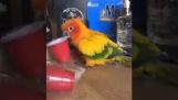 The parrot and the cup