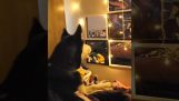 Il cane e le luci
