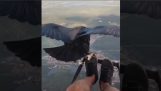 Flying with a vulture