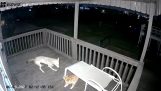 Coyote attackerar en katt