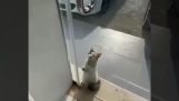 Een kat zoekt airconditioning