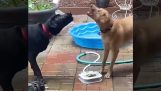 Собаки играют со своей новой игрушкой