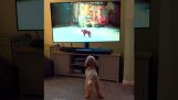 Il cane vede un gatto in un videogioco