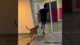 En hund efterligner sin herre