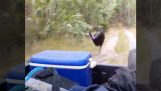 En kasuar jagter en jeep (Australien)