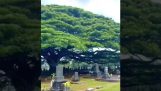 A enorme árvore no cemitério