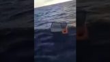 Потерпевший кораблекрушение в холодильнике спасен после 11 дней в Атлантике