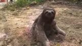Мать-ленивец нашла детеныша после лесного пожара