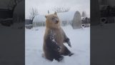 Η αρκούδα λατρεύει το χιόνι