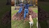 People, dogs, and autumn leaves
