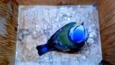 Un piccolo airone blu sta costruendo il suo nido