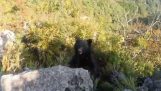 Медвед напада планинара