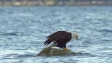 Eagle tries to eat a crab