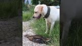 Når du lægger en labrador til at fange en and