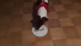 Um cão tenta surströmming pela primeira vez