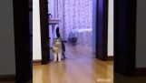 Wie eine Katze zu verwirren