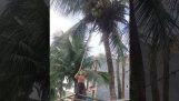De kokosoogst (Fail)