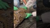 Alligator i maven på en python