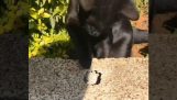 Cat retrieves keys from a hole