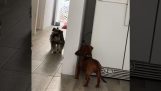 Two dogs are playing hide and seek