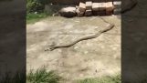 Snake steals a flip flop