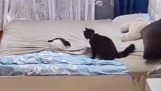 Мать-кошка переделывает постель, которую испачкал ее котенок