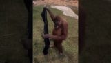 L'orangutan indossa un cardigan da uomo