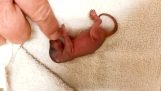 Salvarea unei veverițe nou-născute