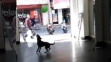 Cão que joga com um balão