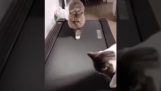 Μια γάτα ανακαλύπτει τον διάδρομο γυμναστικής