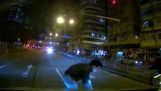 A pedestrian runs into a car and tumbles onto the road