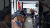 School bus for dogs