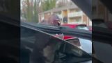 Pitbull destroys a car