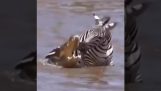 O zebră se luptă cu crocodilii