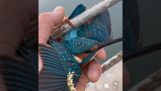 Salvarea unui kingfisher