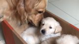Een hond is verheugd over twee puppies