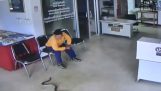 Serpiente entra en la estación de policía y el hombre ataca (Tailandia)