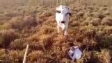 Osel chrání farmáře z krávy