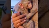 एक छोटे बंदर का बचाव