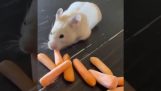 Hamsteren og gulerødderne