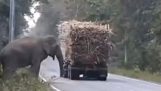 Слон грабит грузовики с сахарным тростником