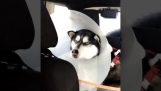 Ένας σκύλος επιστρέφει εκνευρισμένος από τον κτηνίατρο