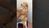 Ο σκύλος κάνει ένα χαλαρωτικό μπάνιο