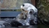 Uma lontra lava o rosto